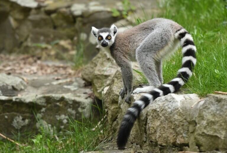 a lemur Fota Wildlife Park