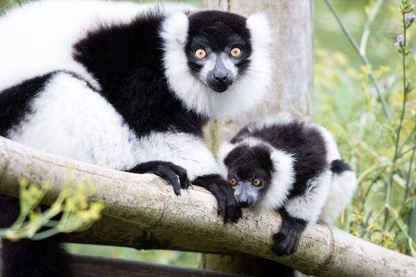 WATCH: Fota Wildlife Park welcomes rare monkeys to Asian Sanctuary